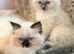 Beautiful Ragdoll Kittens – Ready for Their New Homes