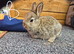 Mixed breed baby rabbits
