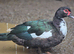 Muscovy ducks females