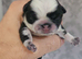 Pug puppies for sale