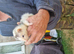 Polecats for sale