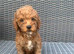 Westiepoo