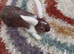 Male dwarf bunny