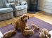 Fox red Labrador puppies for sale