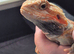 hypo orange trans leatherback bearded dragon