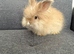 Stunning Angora babies