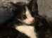 1 boy 1 girl black and white kittens