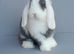 Mini lop rabbits ready now