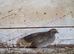 Chinese painted quails