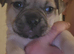 Gorgeous Jug Puppies - ONE PUPPY AVAILABLEDUE TO CANCELLATION!