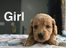 Cockapoo puppies ready to leave us from 7th July