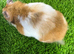 Female Syrian Hamster