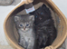 Ragdoll x domestic kittens