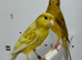 Beautiful pair of raza canaries for sale