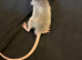 4 males rats 8 weeks old