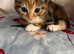 Two female kittens ready to go