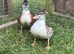 Silver Appleyard Call Duck pair