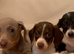 Dachshund 2boys 1girl