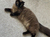 Seal mink ragdoll female