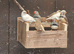 This years Zebra finches