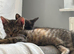 2 female kittens