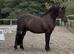 Friesian cross gelding all rounder black