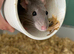 Two 5 month old female fancy rats for sale