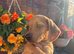 Beautiful dachshund boy