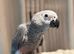 HAND-REARED AFRICAN GREY PARROT BABIES – LOOKING FOR LOVING HOMES