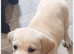 Gorgeous KC registered Labrador puppies