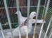Barbary doves for sale.