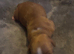Two cocker spaniel puppy’s born 07/07/26