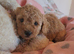 Beautiful toy poodle babies
