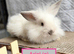 Double Maned Lionheads READY NOW