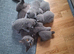 Pedigree British short hair kittens for sale