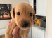 10 Labrador Puppies! I black girl, 1 reg girl