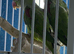 Alexandrine parrot Glasgow