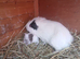 Guinea pig
