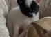 Pomeranian x chihuahua girl