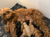 READY NOW. 3 REMAINING STUNNING COCKAPOO PUPPIES