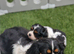 KC Cavalier King Charles!