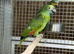 Blue fronted amazon