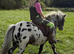 Boba - Shetland X Appaloosa Gelding