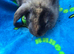 Ready Now Mini lop X Angora Bunnies