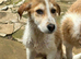 Jack & Jill what a stunning looking pups , quiet and loving just waiting for their family