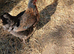 Home Reared Black Rock Hens Chickens 28weeks