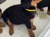 Rottweiler puppies
