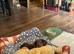 Beautiful Long Haired Miniature Dachshund Puppy