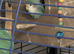 Love bird