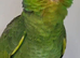 Lord Amazon